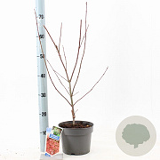 Acer pal. 'Jerre Schwartz' 50-60 cm 3,0L