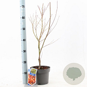 Acer pal. 'Katsura' 40-50 cm 3,0L