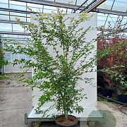 Acer pal. 'Katsura' 100-125 cm 40L meerstammig