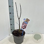 Acer pal. 'Red Emperor' 60 cm 3,0L