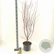 Acer pal. 'Sangokaku' 60-80 cm 10L
