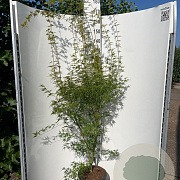 Acer pal. 'Seiryu' 100-125 cm 40L meerstammig