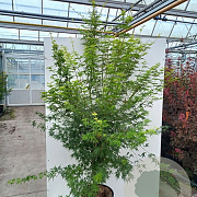 Acer pal. 'Seiryu' 125-150 cm 40L meerstammig