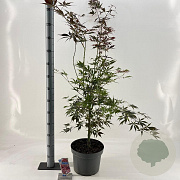 Acer pal. 'Sumi-nagashi' 120-130 cm 10L