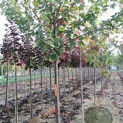 Acer plat. 'Autumn Blaze' 30-35 HO draadkluit 250 cm stam