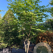 Acer plat. 'Columnare' 700-800 cm draadkluit meerstammig