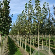 Acer plat. 'Drummondii' 14-16 HO draadkluit 250 cm stam