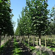 Acer plat. 'Emerald Queen' 45-50 HO draadkluit 250 cm stam