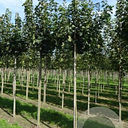 Acer plat. 'Globosum' 20-25 HO draadkluit 220 cm stam LEIVORM