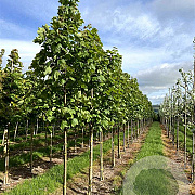 Acer pseud. 'Negenia' 8-10 HO draadkluit