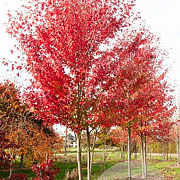 Acer rubrum 'Austep' 6-8 HO draadkluit