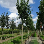 Acer rubrum 'Scanlon' 20-25 HO draadkluit 250 cm stam