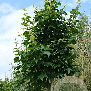 Acer rufinerve 8-10 HO draadkluit