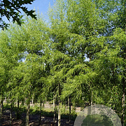 Acer s. 'Born's Gracious' 18-20 HO draadkluit