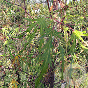 Acer s. 'Born's Gracious' 20-25 HO draadkluit