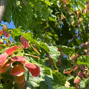 Acer tataricum 'Garann' 6-8 HO draadkluit