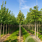 Aesculus flava 14-16 HO draadkluit