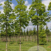 Aesculus hip. 'Baumannii' 16-18 HO draadkluit