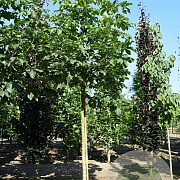 Aesculus hip. 'Baumannii' 20-25 HO draadkluit