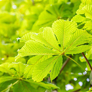 Aesculus hip. 'Baumannii' 20-25 HO draadkluit