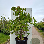 Aesculus parviflora 100-125 cm 40L meerstammig