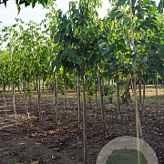 Asimina triloba 10-12 HO draadkluit