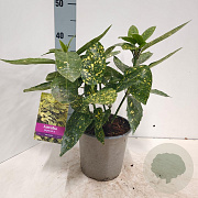 Aucuba jap. 'Variegata' 30-40 cm 2,0L