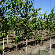 Betula alleghaniensis 6-8 HO draadkluit geveerd