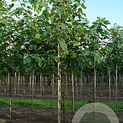 Betula papyrifera 10-12 HO draadkluit