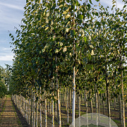 Betula papyrifera 18-20 HO draadkluit