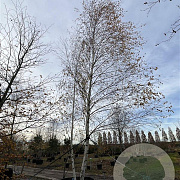 Betula pendula 700-800 cm draadkluit meerstammig