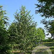 Betula utilis 'Doorenbos' 12-14 HO draadkluit geveerd