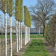 Betula utilis 'Doorenbos' 16-18 HO draadkluit 200 cm stam LEIVORM