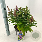 Buddleja d. B. Candy Little Lila 30-35 cm 3,0L