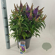 Buddleja d. B. Candy Little Lila 30-40 cm 5,0L