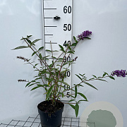 Buddleja d. 'Ile de France' 40-60 cm 2,0L