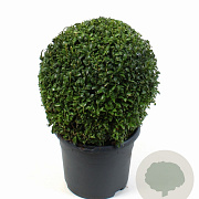 Buxus sempervirens 25 cm 5,0L bol