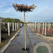 Carpinus betulus 14-16 HO 50L dakvorm 240 vierkant 120x120