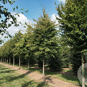 Carpinus betulus 50-60 HO draadkluit 250 cm stam
