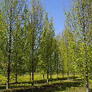 Carpinus bet. 'Frans Fontaine' 35-40 HO draadkluit geveerd