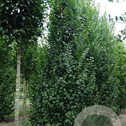Carpinus bet. 'Lucas' 16-18 HO draadkluit geveerd