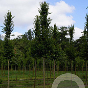 Carpinus bet. 'Lucas' 18-20 HO draadkluit