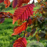 Carpinus bet. 'Purpurea' 10-12 HO draadkluit geveerd