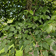 Carpinus henryana 20-25 HO draadkluit