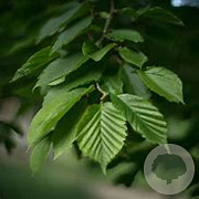 Carpinus orientalis 250-300 cm draadkluit solitair