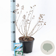 Caryopteris cland. Stephi 30-40 cm 2,0L