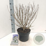 Caryopteris cland. Stephi 40-50 cm 5,0L