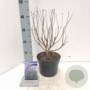 Caryopteris cland. 'Thetis' 30-40 cm 2,0L