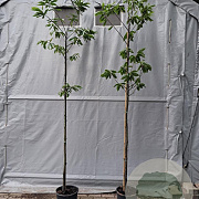 Castanea sativa 6-8 HO 15L