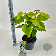 Catalpa bignonioides 'Aurea' 40-50 cm 5,0L struik